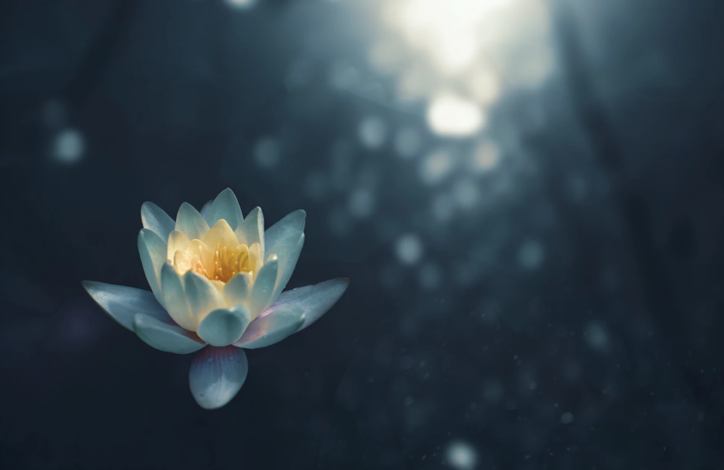 A lotus blooming in water